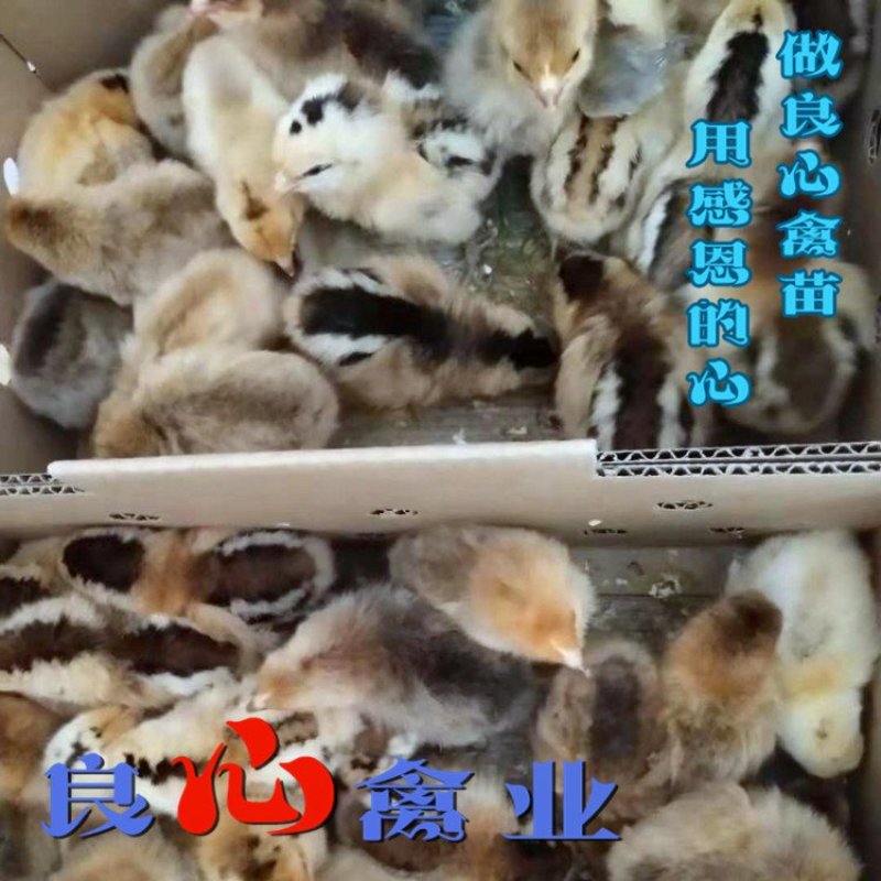 基地直销优质青脚大红公鸡苗红瑶鸡苗另有山地放养土鸡