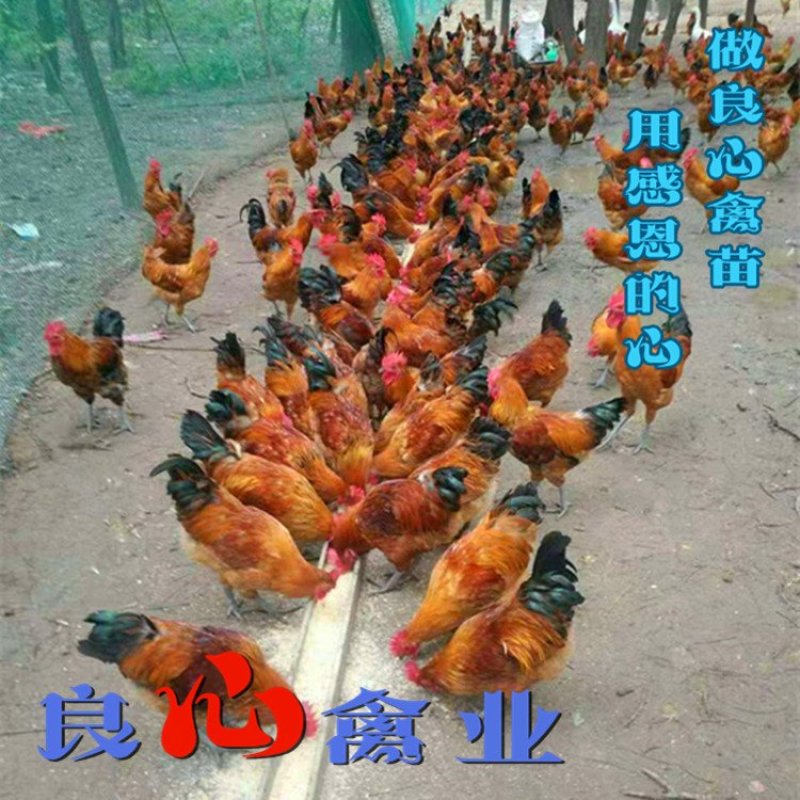 基地直销优质青脚大红公鸡苗红瑶鸡苗另有山地放养土鸡
