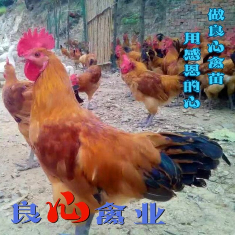 基地直销优质青脚大红公鸡苗红瑶鸡苗另有山地放养土鸡