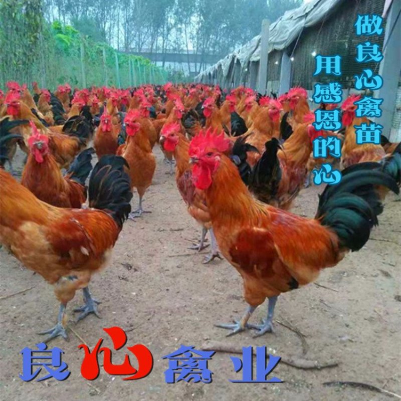基地直销优质青脚大红公鸡苗红瑶鸡苗另有山地放养土鸡