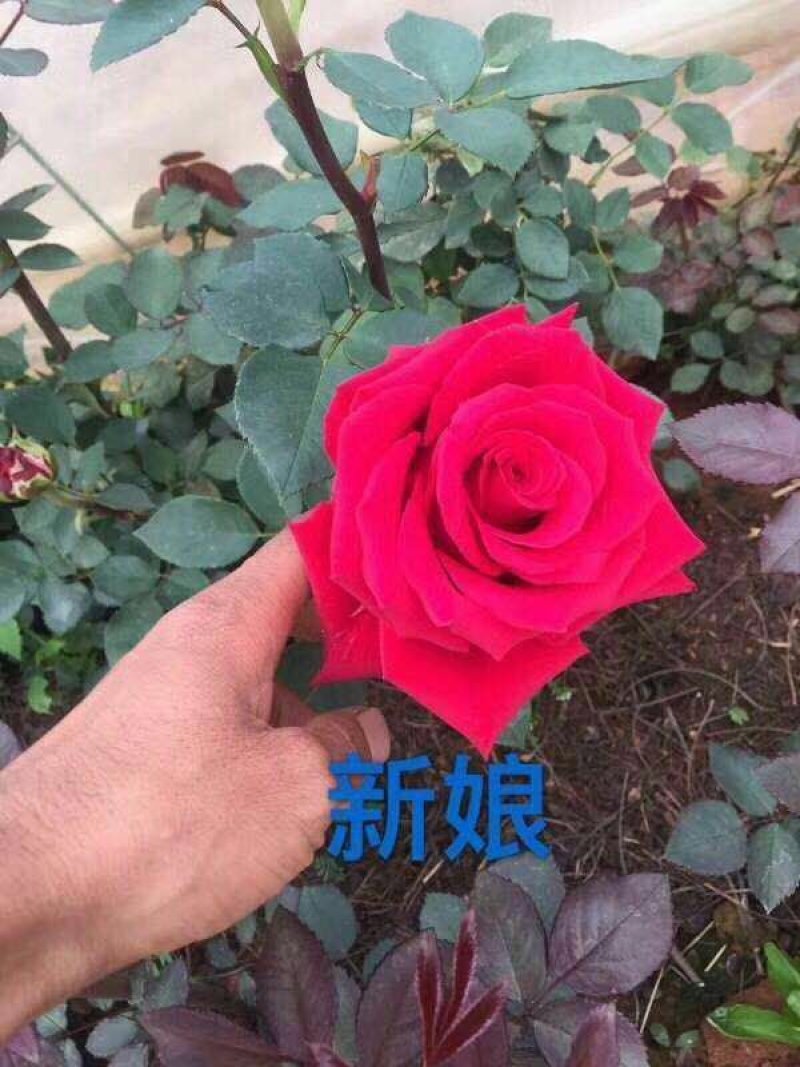 大花月季苗四季开花耐干旱易成活