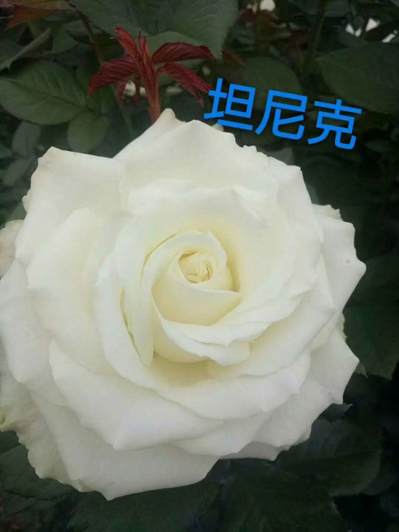大花月季苗四季开花耐干旱易成活