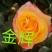 大花月季苗四季开花耐干旱易成活