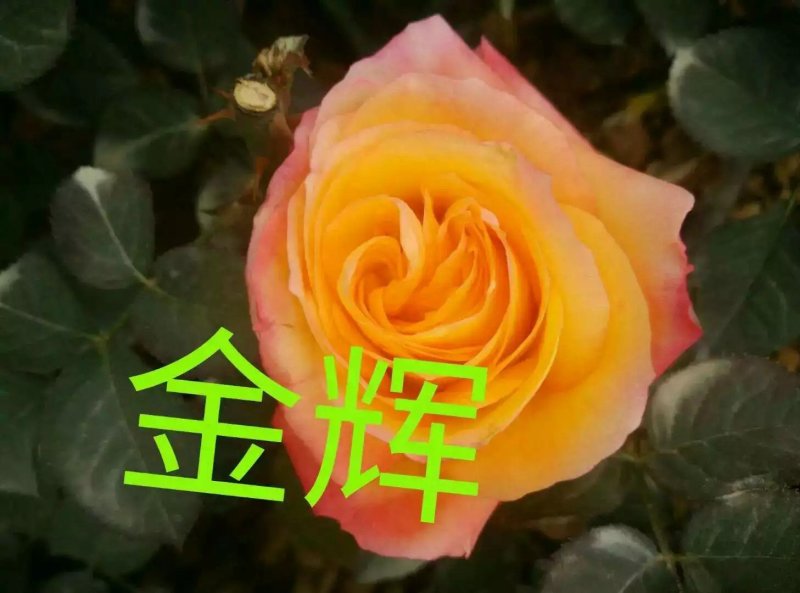 大花月季苗四季开花耐干旱易成活