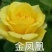 大花月季苗四季开花耐干旱易成活