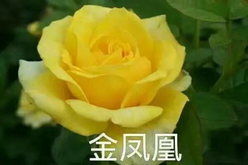 大花月季苗四季开花耐干旱易成活