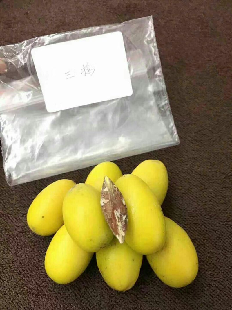 橄榄树苗(纯正品种三棯橄榄苗)原生苗嫁接(原土球发货)