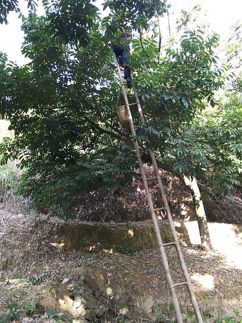 橄榄树苗(纯正品种三棯橄榄苗)原生苗嫁接(原土球发货)