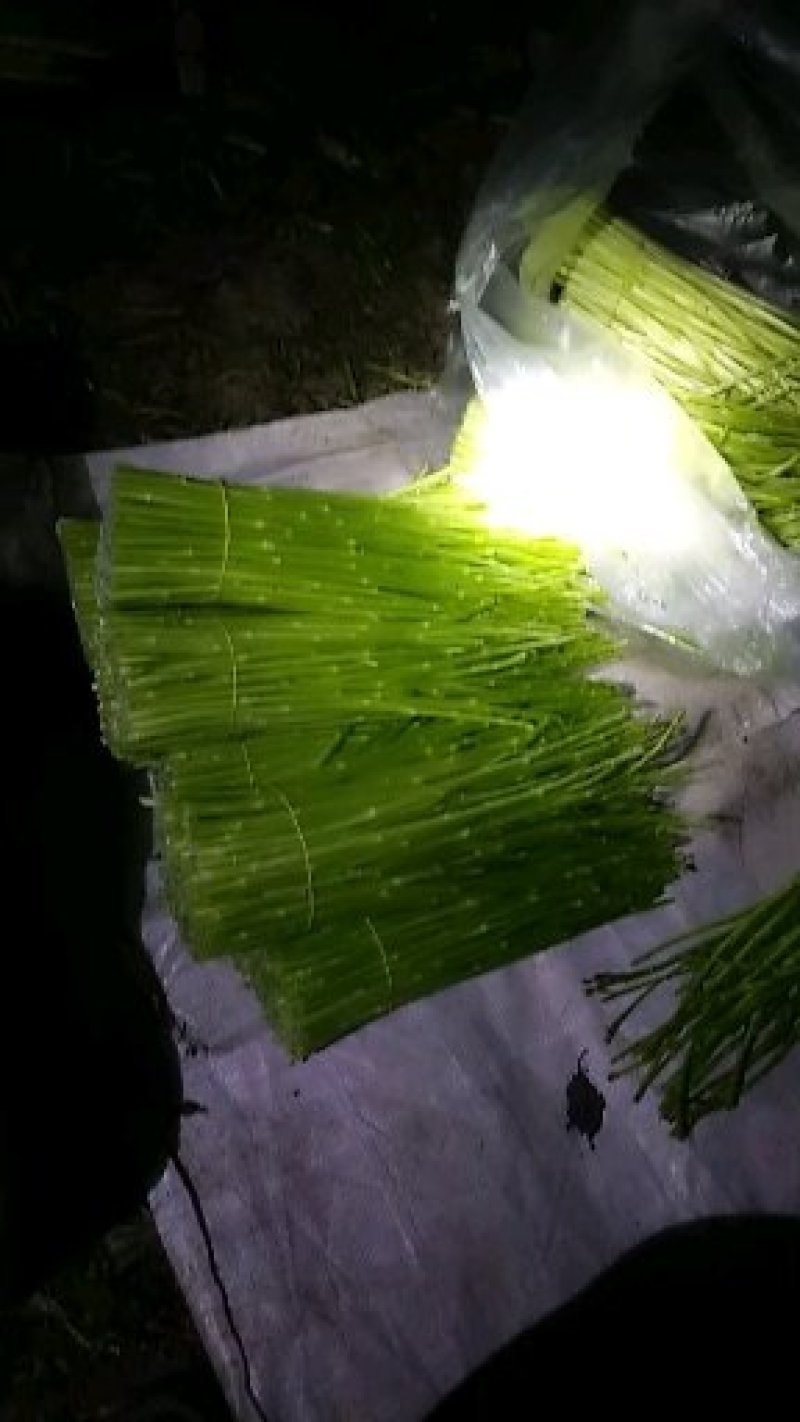 精品芦蒿四季蒿昆明白蒿专供零售