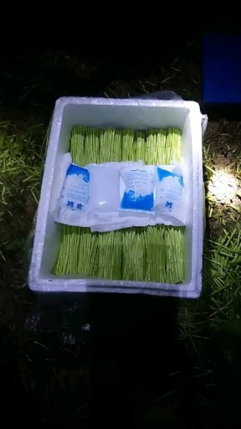 精品芦蒿四季蒿昆明白蒿专供零售