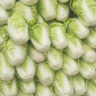 夏阳白，白菜，大量供应，走巿场，可以入冷库里，品质好，合