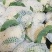 散花，有机花，散花，小米粒，走市厂，入冷库，