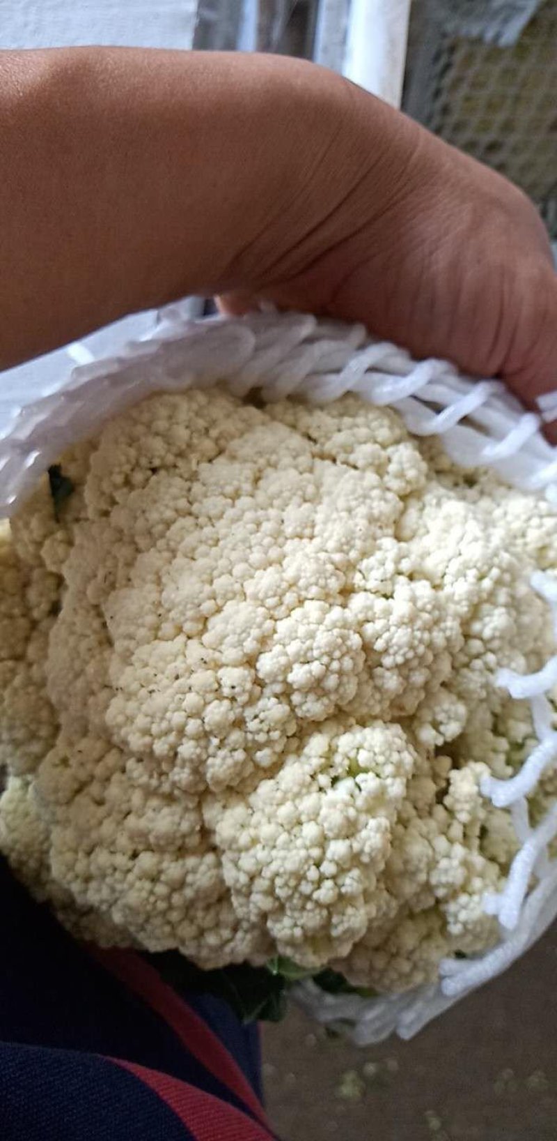 散花，有机花，散花，小米粒，走市厂，入冷库，