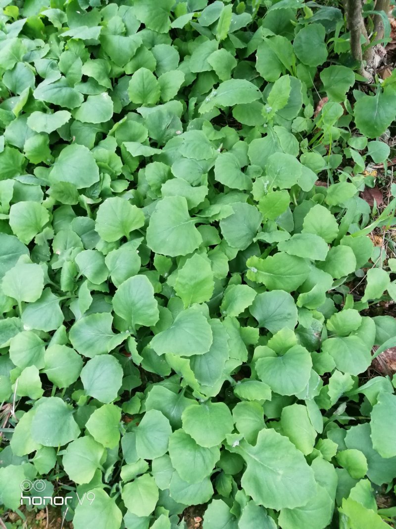 走山鸡配野菜