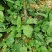 走山鸡配野菜