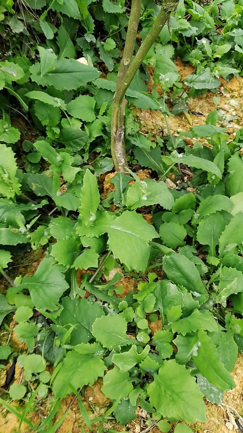 走山鸡配野菜