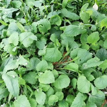 走山鸡配野菜