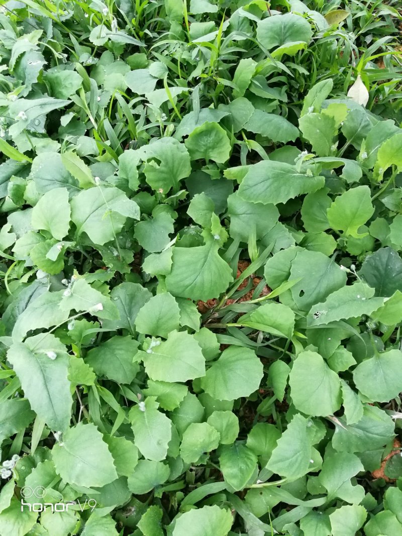 走山鸡配野菜