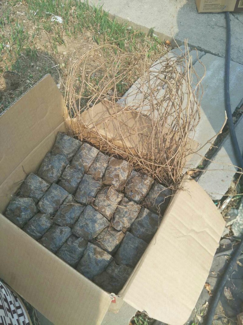 专攻爬山虎，五叶地锦。量大从优