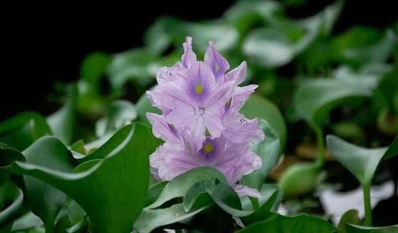 水生花卉植物水培盆栽水葫芦