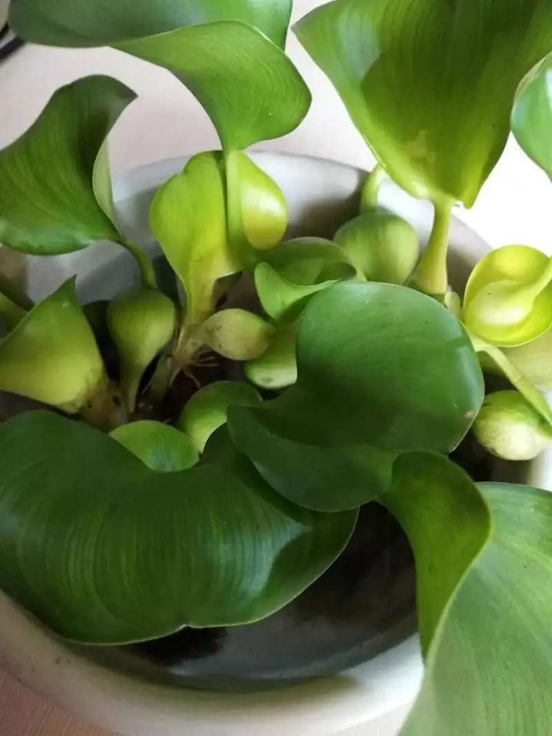 水生花卉植物水培盆栽水葫芦