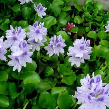 水生花卉植物水培盆栽水葫芦