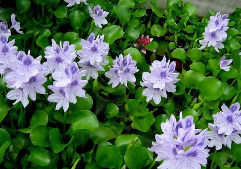 水生花卉植物水培盆栽水葫芦
