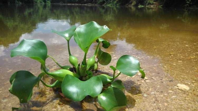 水生花卉植物水培盆栽水葫芦