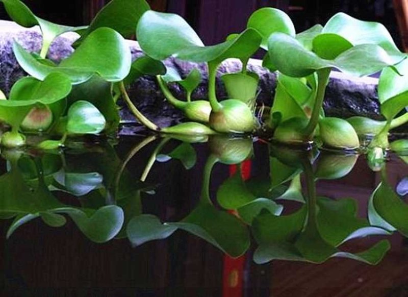 水生花卉植物水培盆栽水葫芦