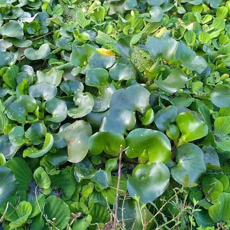 水生花卉植物水培盆栽水葫芦