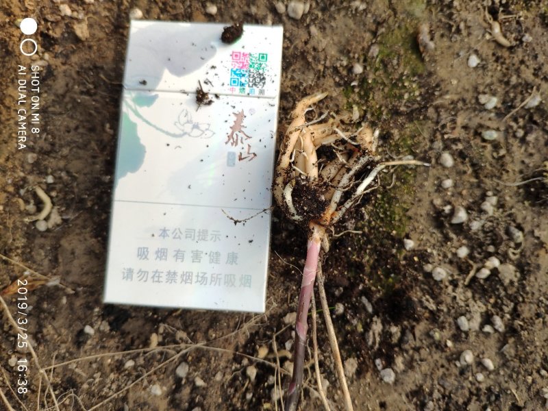 芦笋苗紫色芦笋苗紫色激情F1量大优惠成活率高生长快回报高