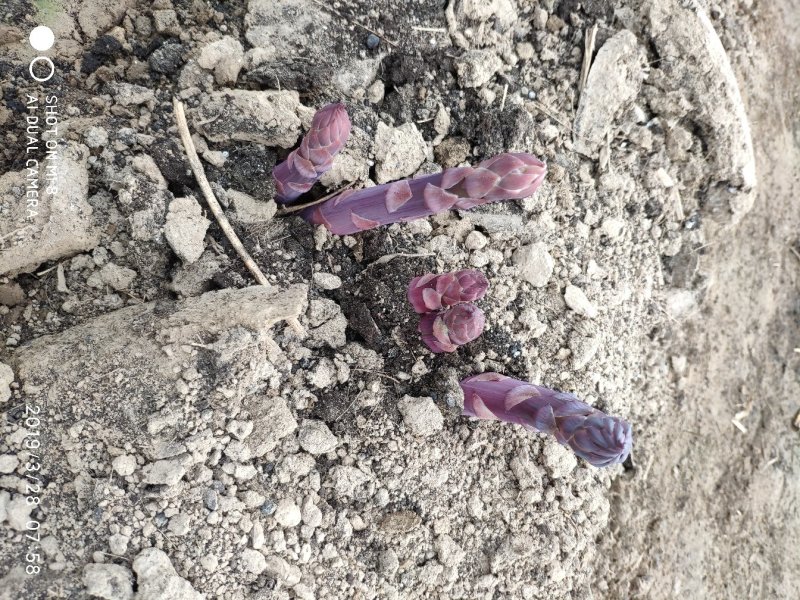 芦笋苗紫色芦笋苗紫色激情F1量大优惠成活率高生长快回报高