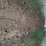 芦笋苗紫色芦笋苗紫色激情F1量大优惠成活率高生长快回报高
