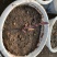 芦笋苗紫色芦笋苗紫色激情F1量大优惠成活率高生长快回报高