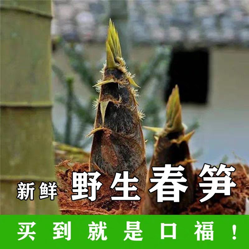 云南昭通春笋、楠竹笋
