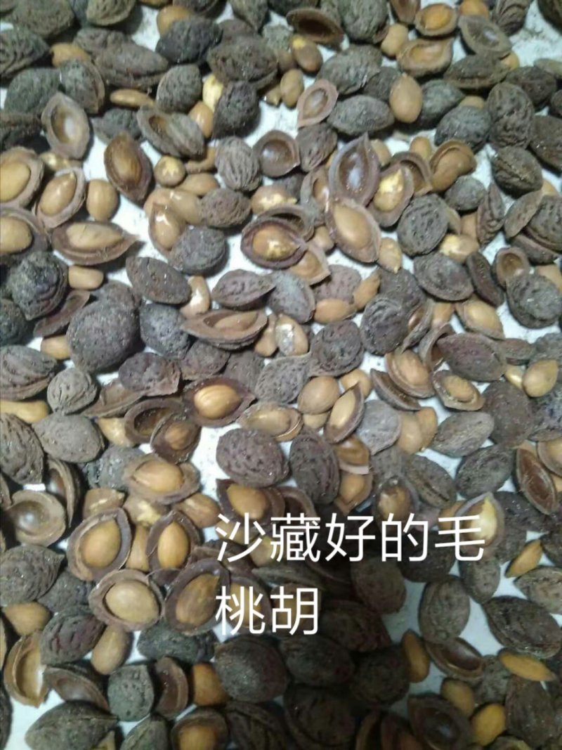 毛桃核毛桃种子大量供应春季是沙藏好毛桃核及毛桃芽