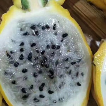燕窝火龙果苗