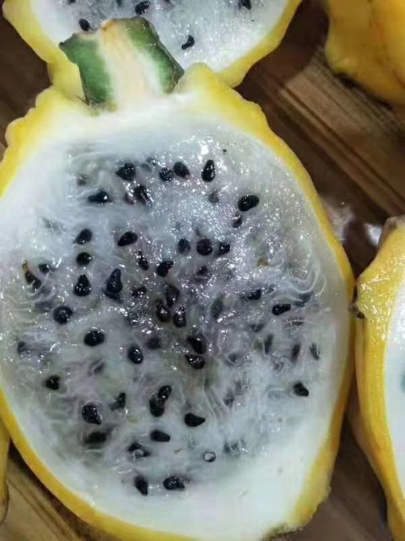 燕窝火龙果苗