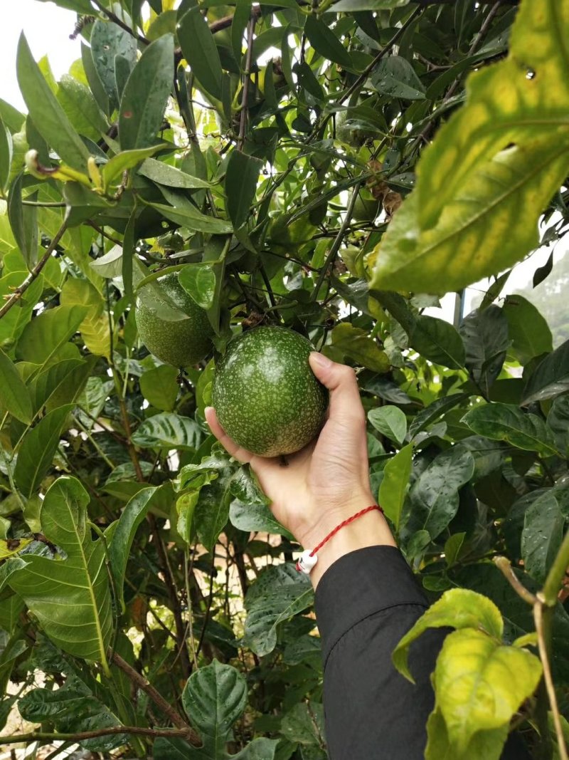 金霸百香果苗