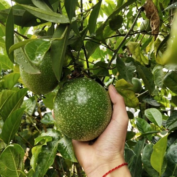 金霸百香果苗