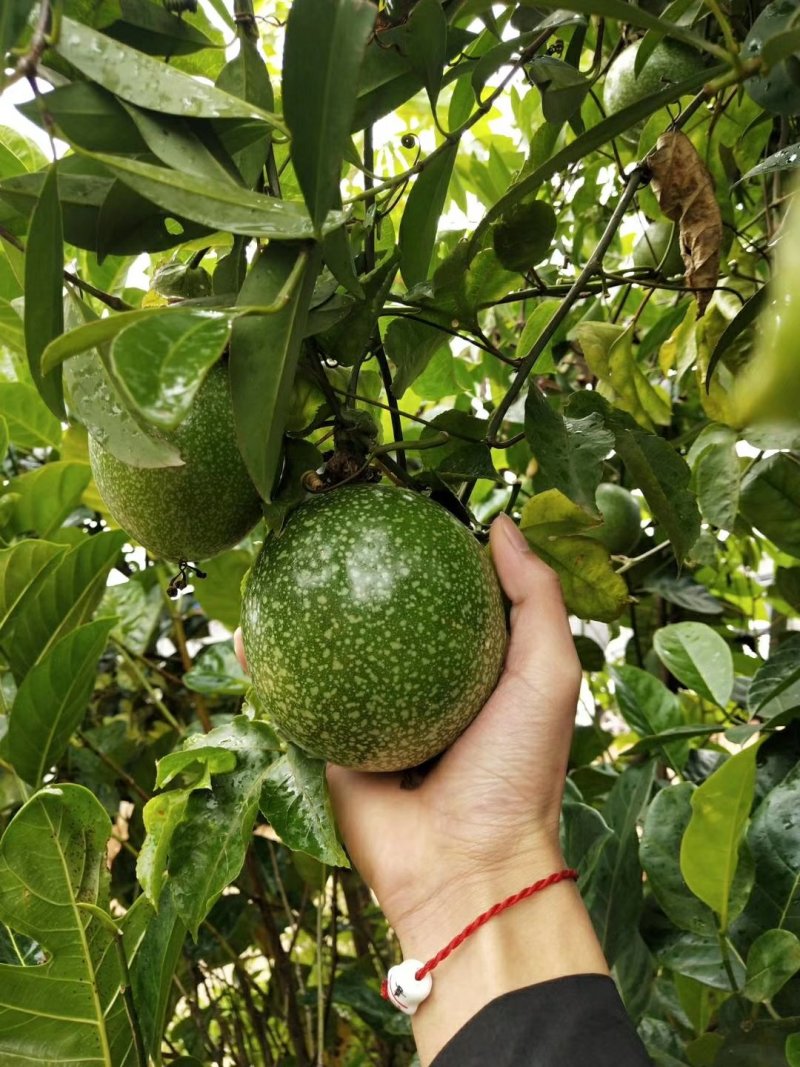 金霸百香果苗