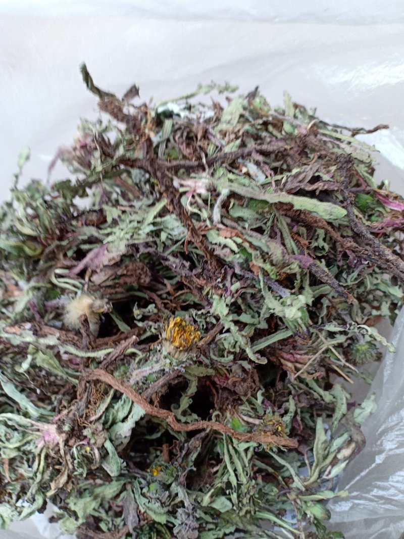 产地直发蒲公英自然全草，沂蒙山山区里的自然蒲公英。