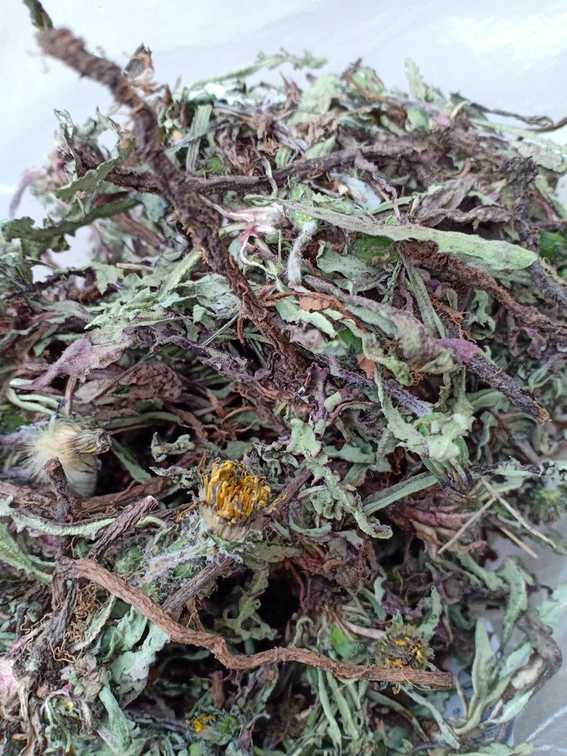 产地直发蒲公英自然全草，沂蒙山山区里的自然蒲公英。