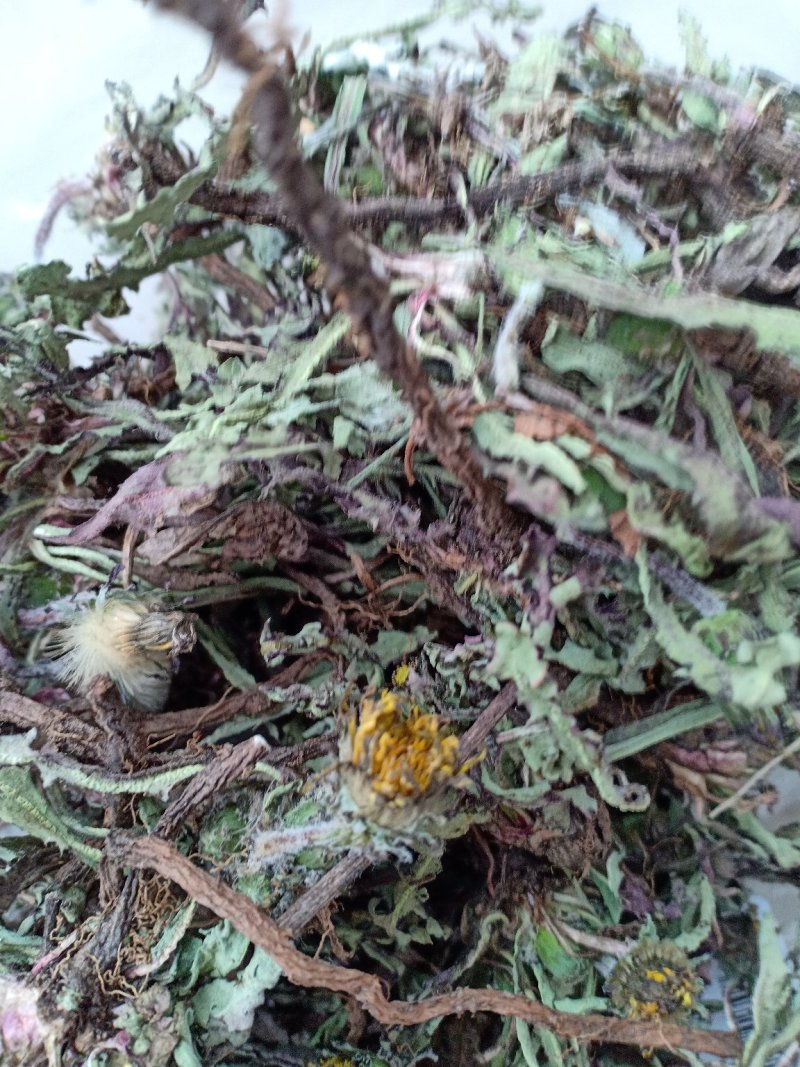 产地直发蒲公英自然全草，沂蒙山山区里的自然蒲公英。
