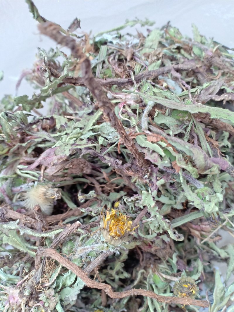 产地直发蒲公英自然全草，沂蒙山山区里的自然蒲公英。