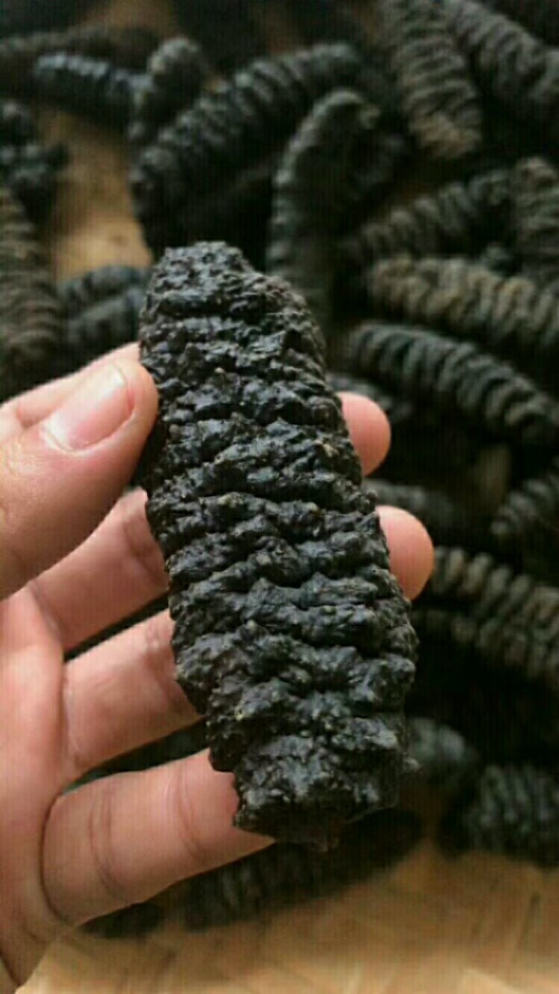 大海参