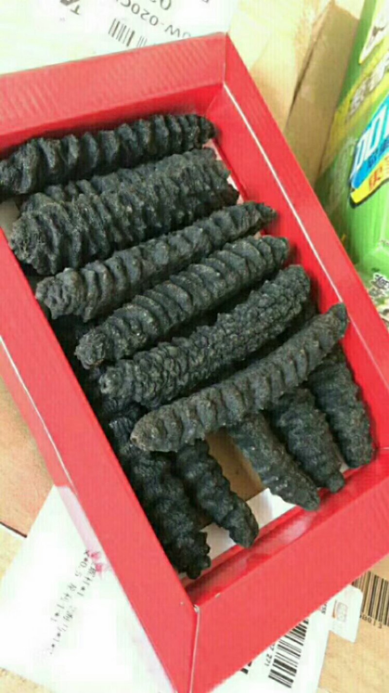 大海参