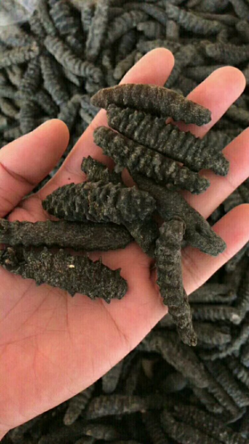 小海参