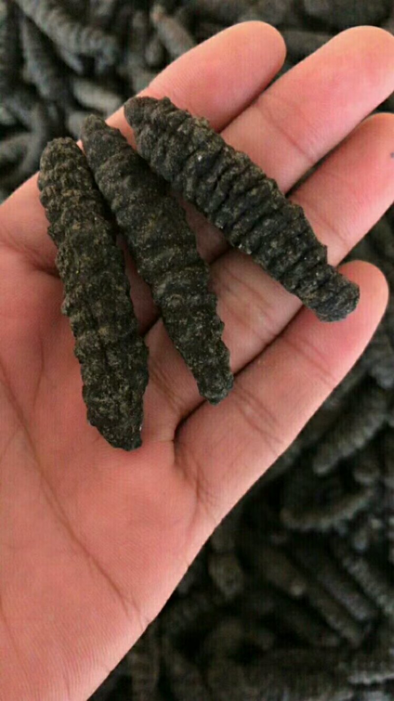 小海参