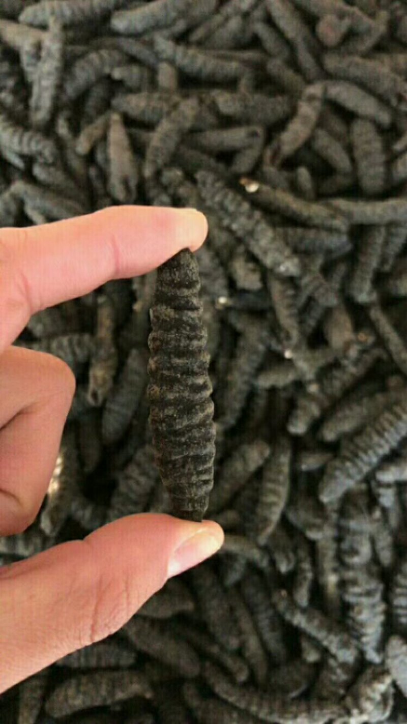 小海参